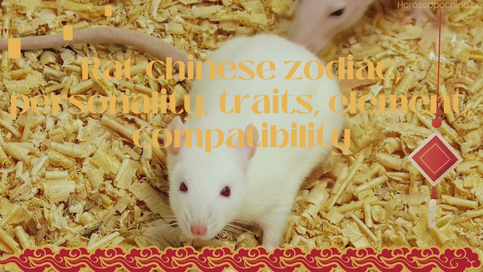 'Video thumbnail for Rat chinese zodiac, personality, traits, element, compatibility'