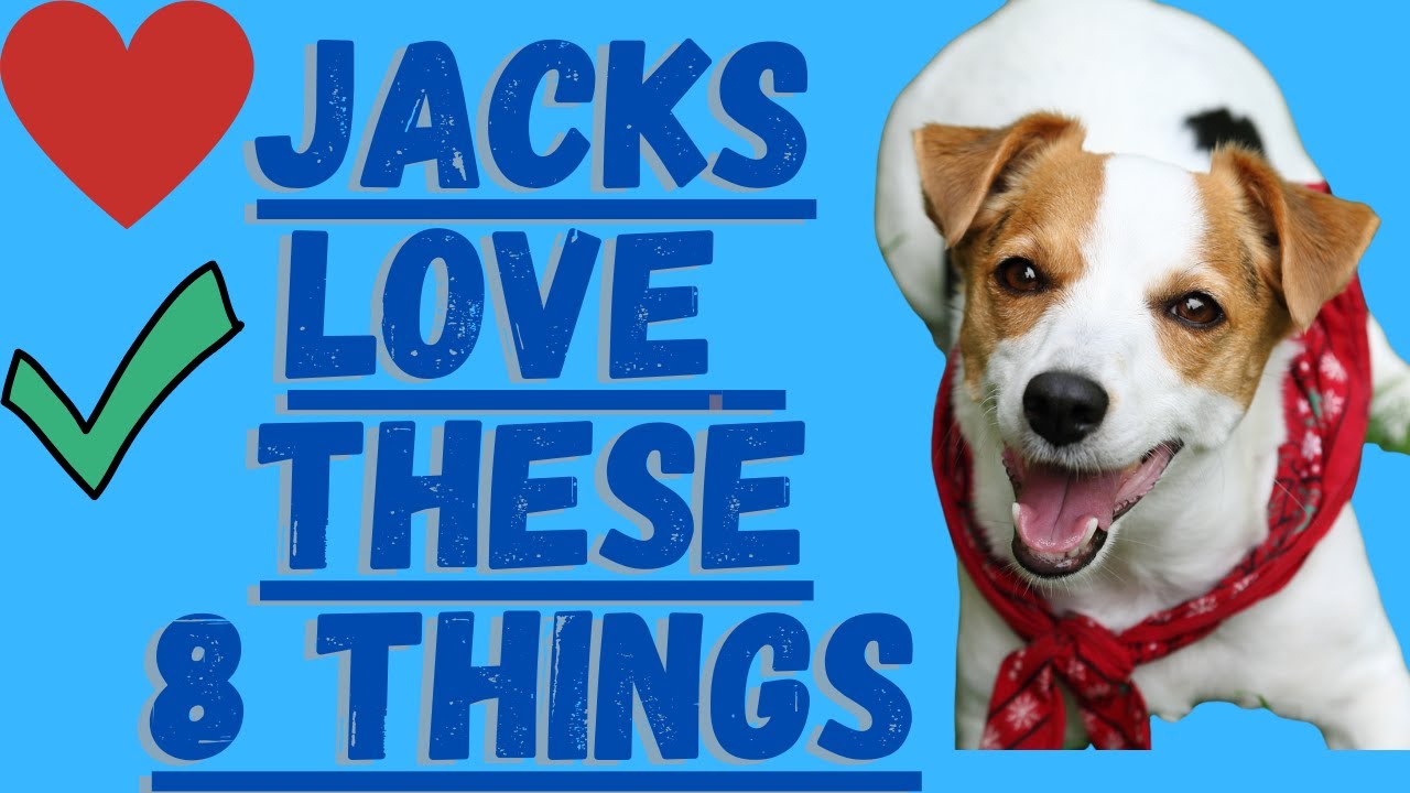 Video thumbnail for 8 Things Jack Russell Terriers Love