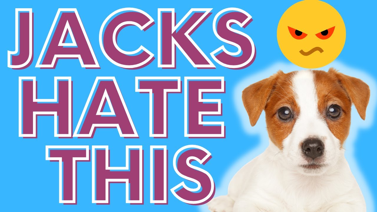 Video thumbnail for Jack Russell Terriers Hate These 9 Things (What Luna & JRT'S Absolutely Despise)