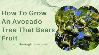 Video thumbnail for How To Grow An Avocado Tree That Bears Fruit