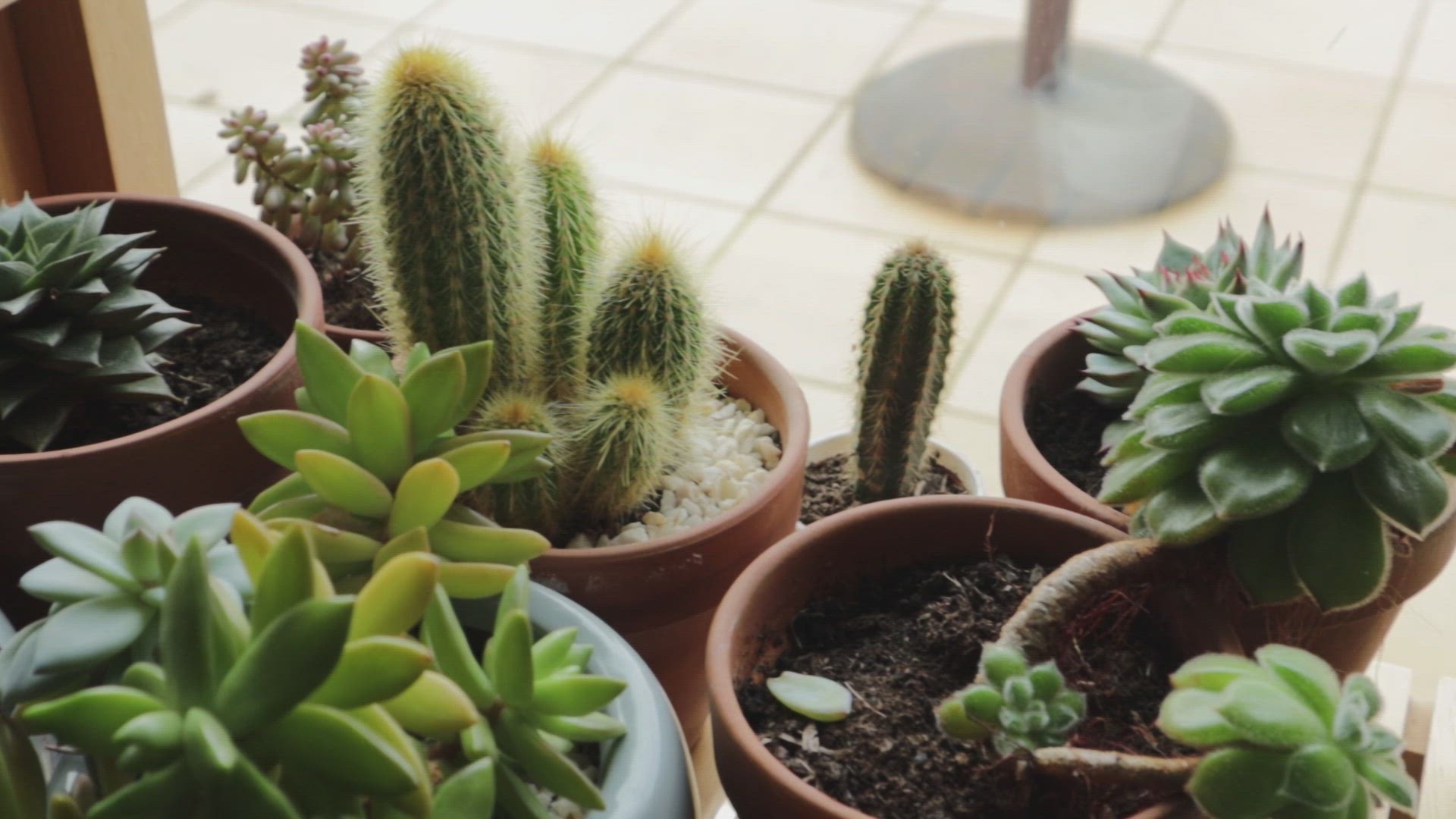 Video thumbnail for Succulentes