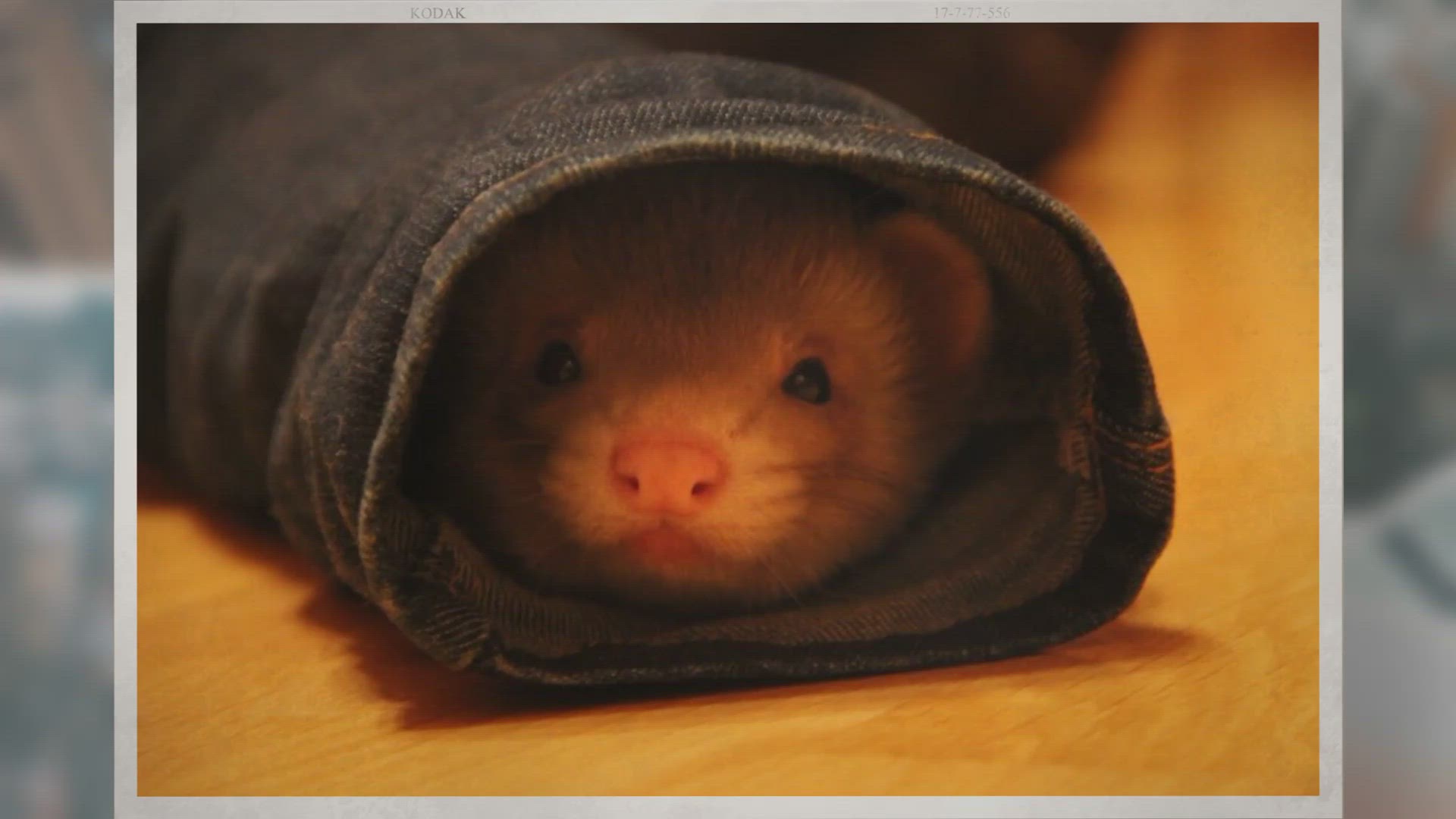 Video thumbnail for Do Ferrets and Cats Get Along?