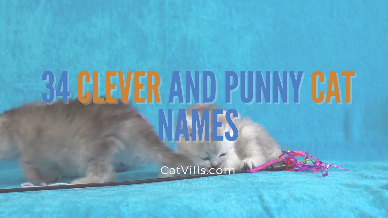 Video thumbnail for 34 CLEVER AND PUNNY CAT NAMES