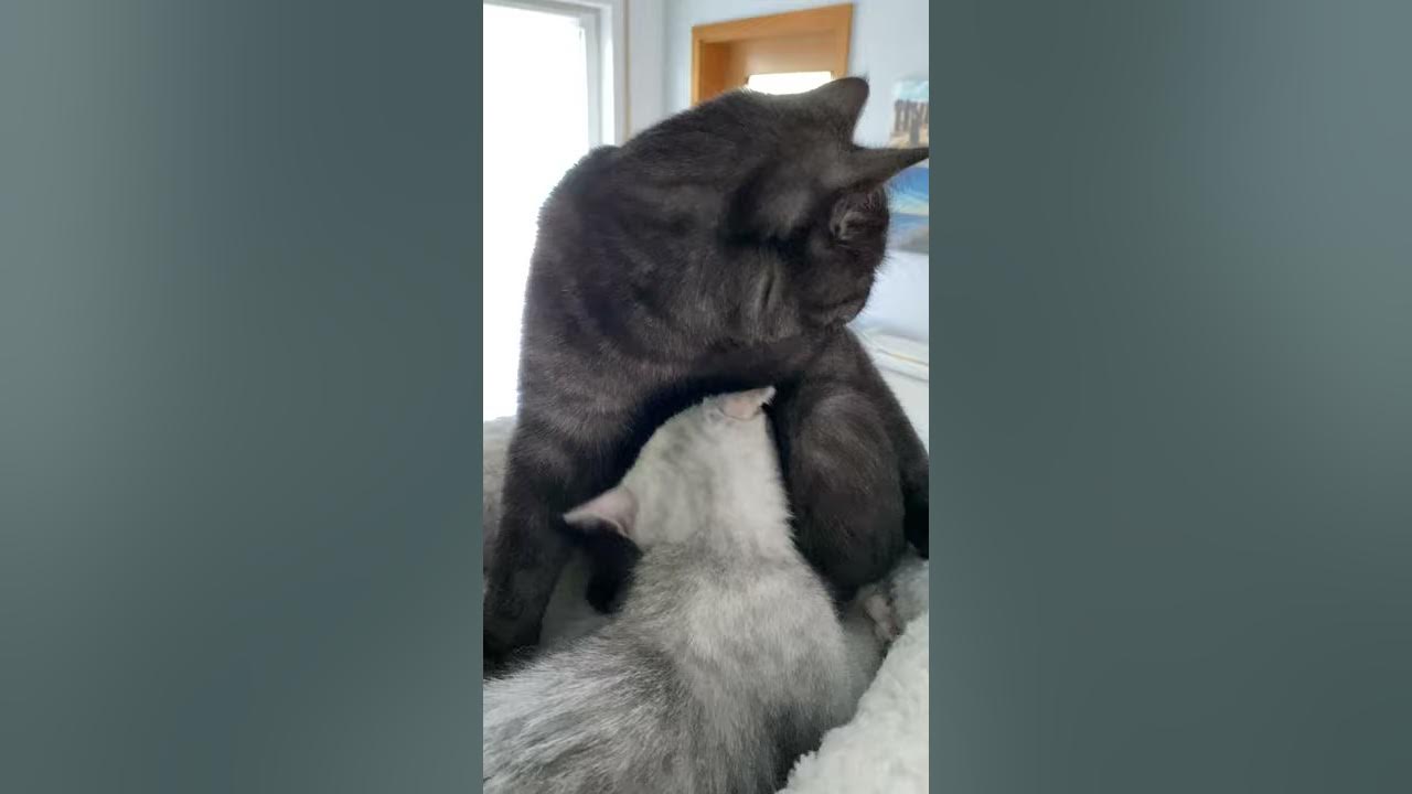 Video thumbnail for Mama Josie