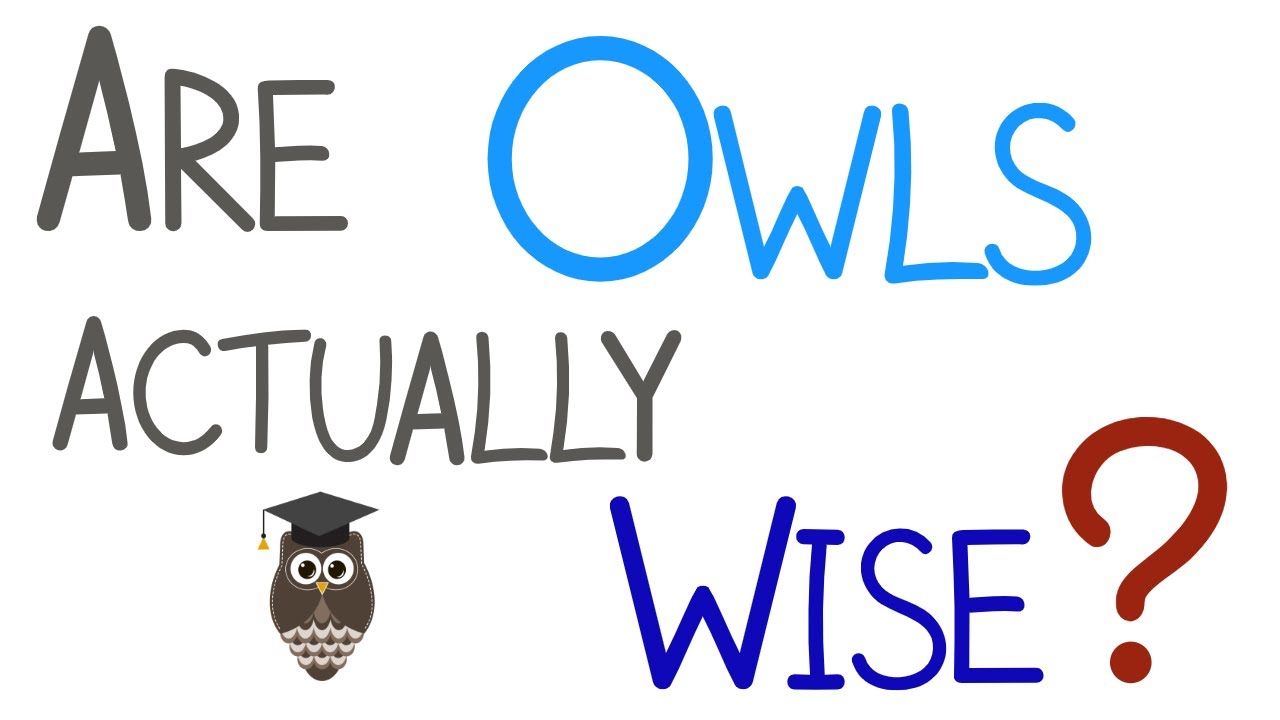 'Video thumbnail for Are Owls Actually Wise?'
