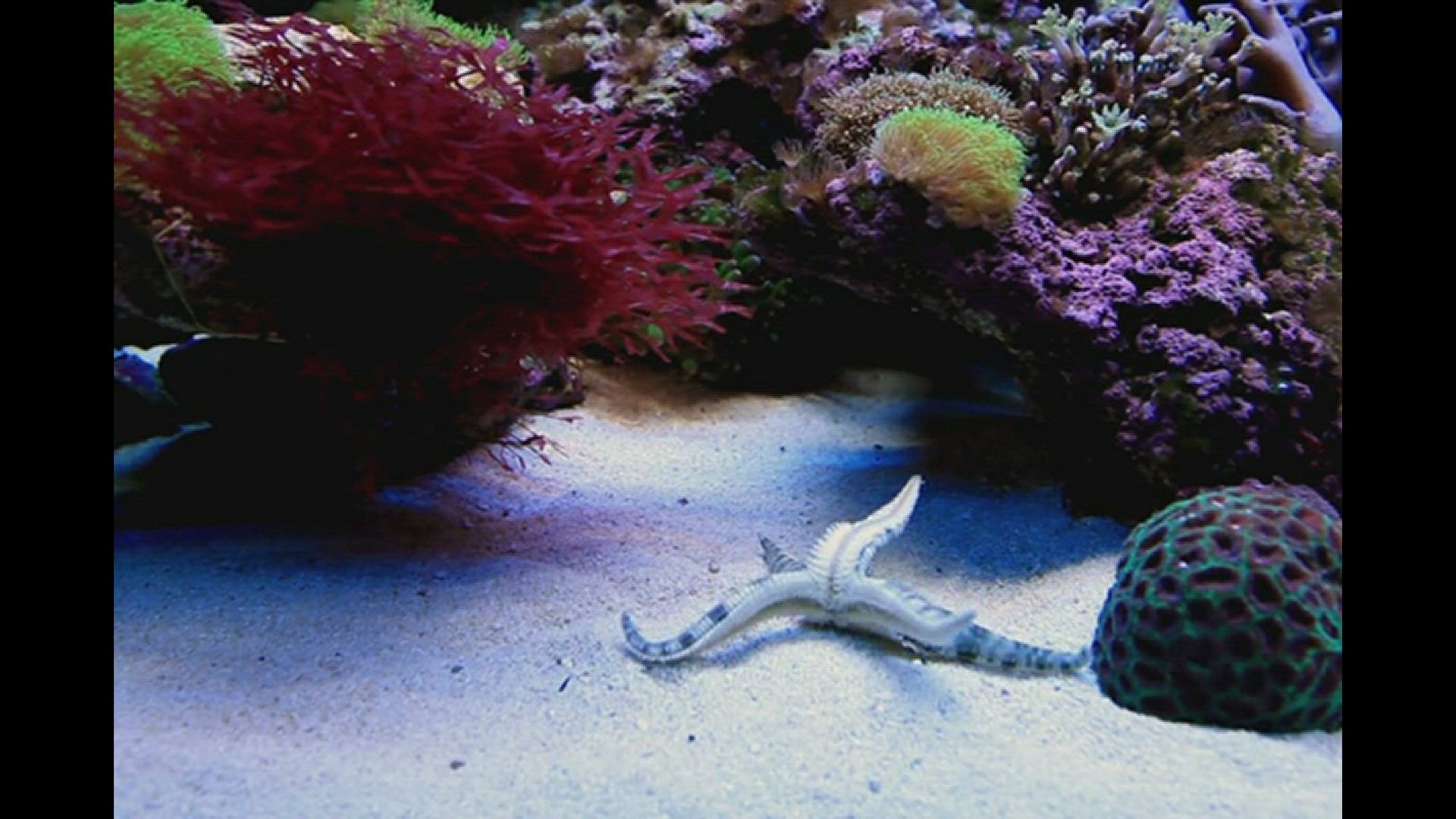 Video thumbnail for Sand sifting starfish