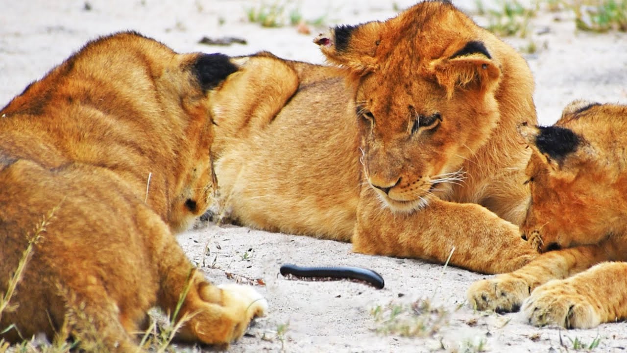 Video thumbnail for Millipede Tries to Climb on Lion's Tail