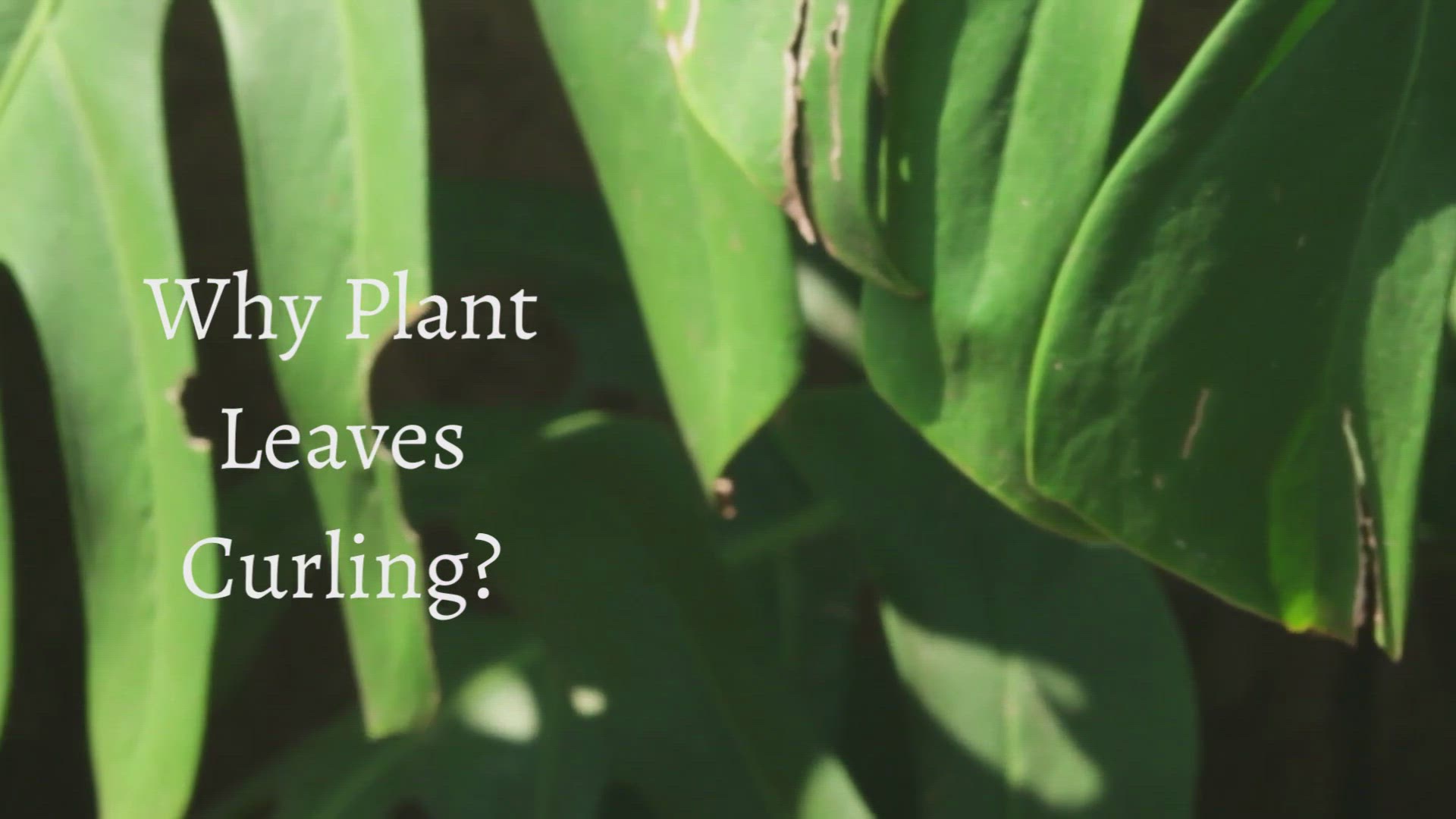 Video thumbnail for Why Plant Leaves Curling? Reasons To Treat
