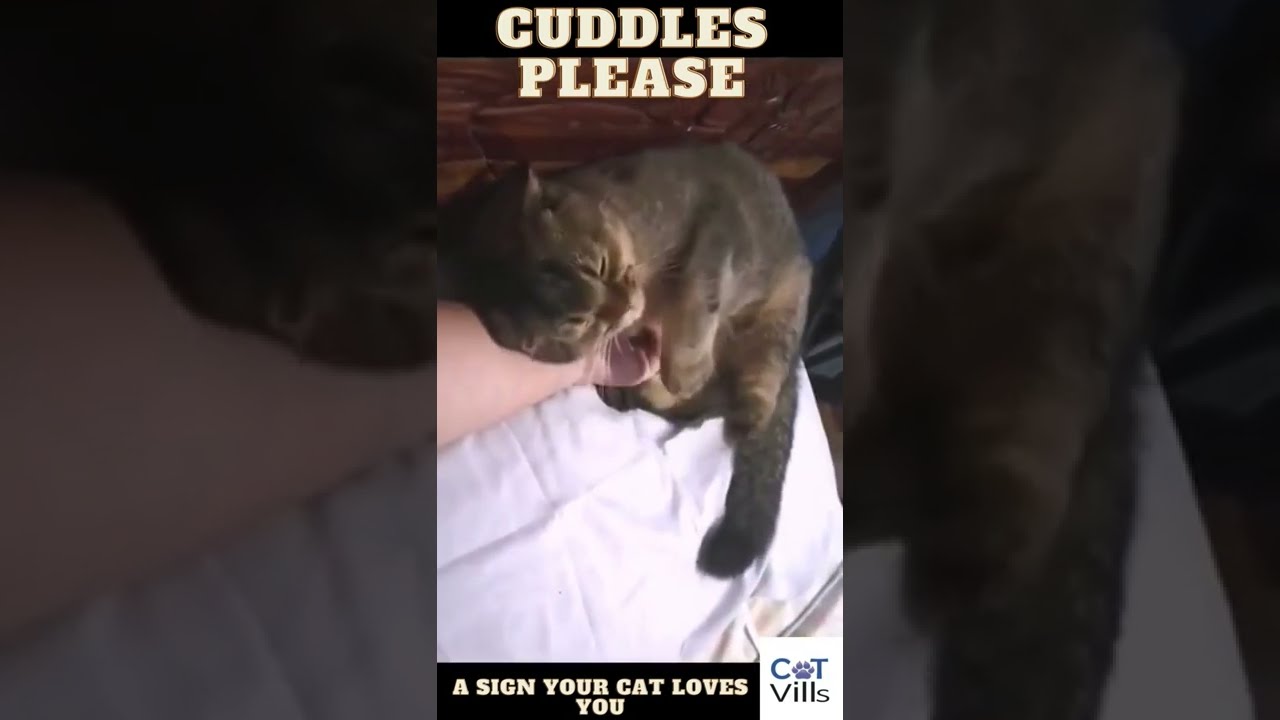 Video thumbnail for This Kitty Asking For Morning Cuddles is an Unmistakable Sign Of Love #video #shorts