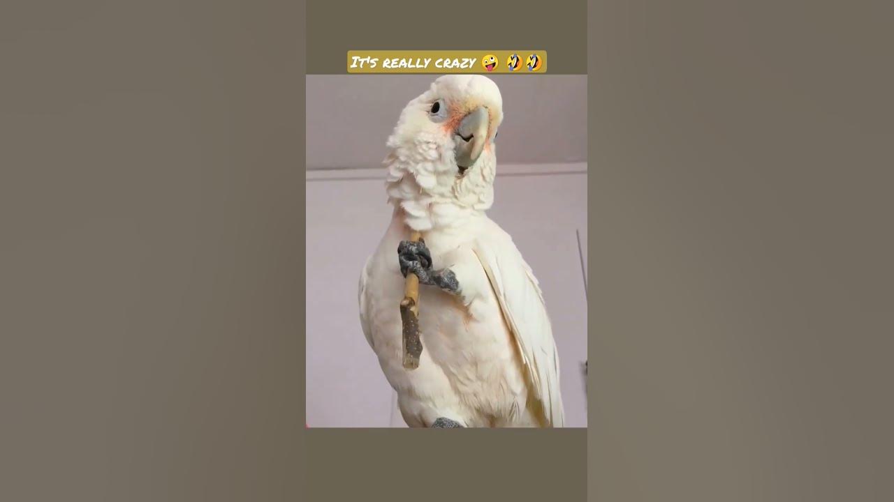Video thumbnail for Corella cockatoo enjoy time