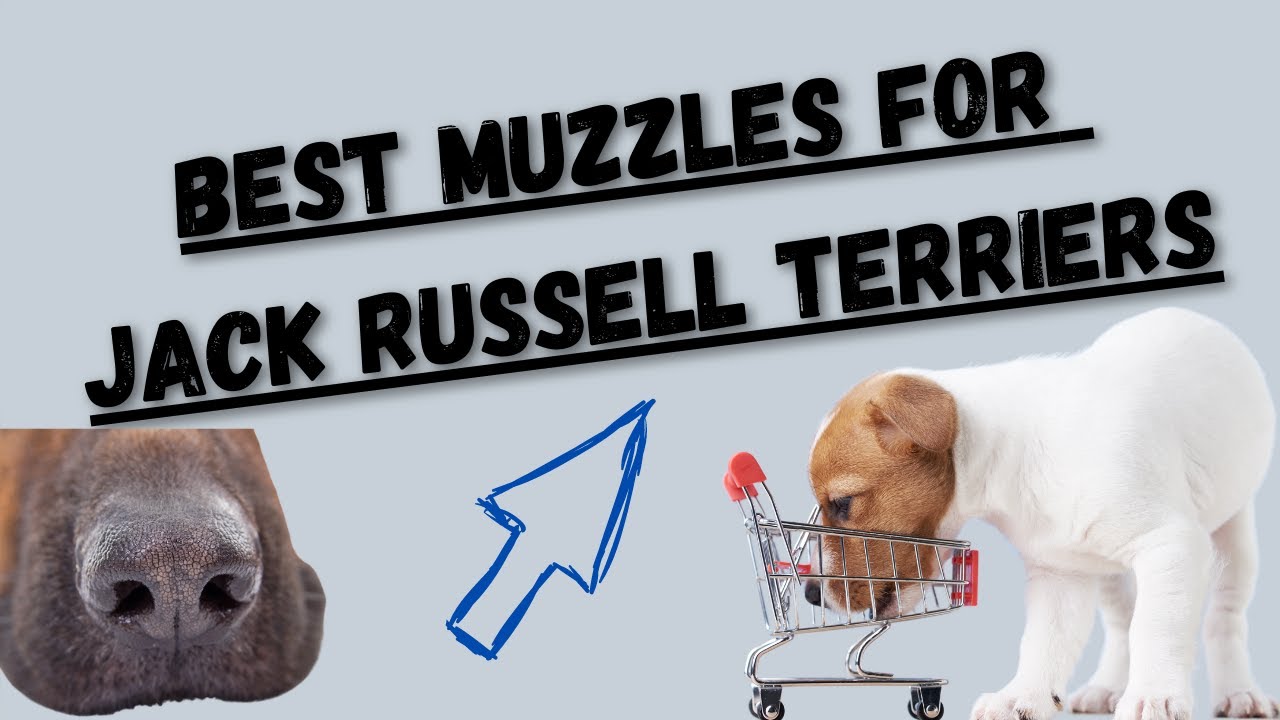 Video thumbnail for Best Muzzles For Jack Russell Terriers (My New Favorite Muzzle/ Gentle Muzzle Guards For Dogs)