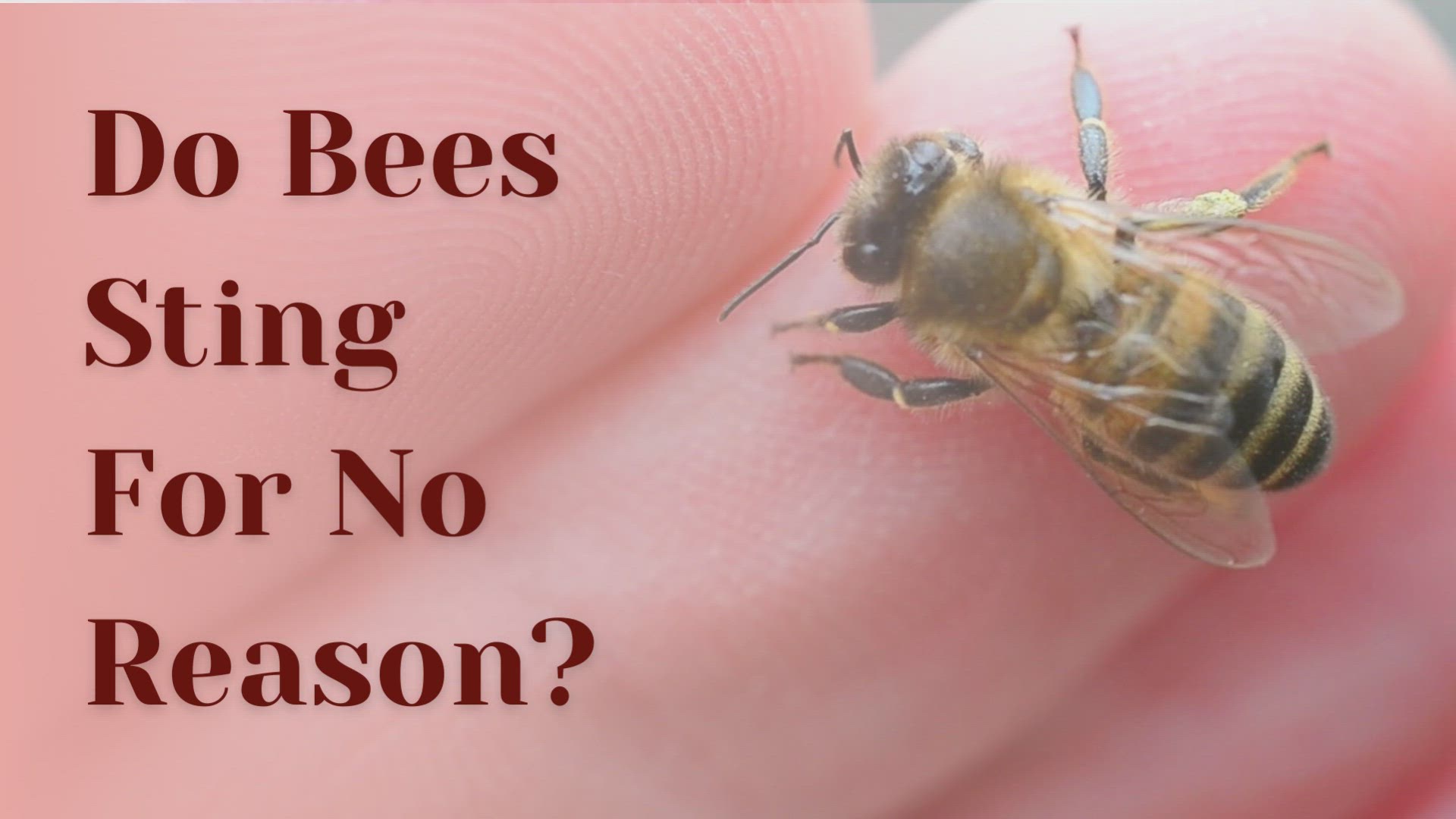 Video thumbnail for Do Bees Sting For No Reason?