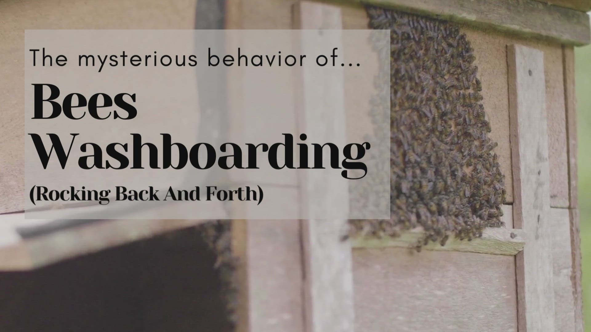 Video thumbnail for Bees Washboarding (Rocking Back And Forth)