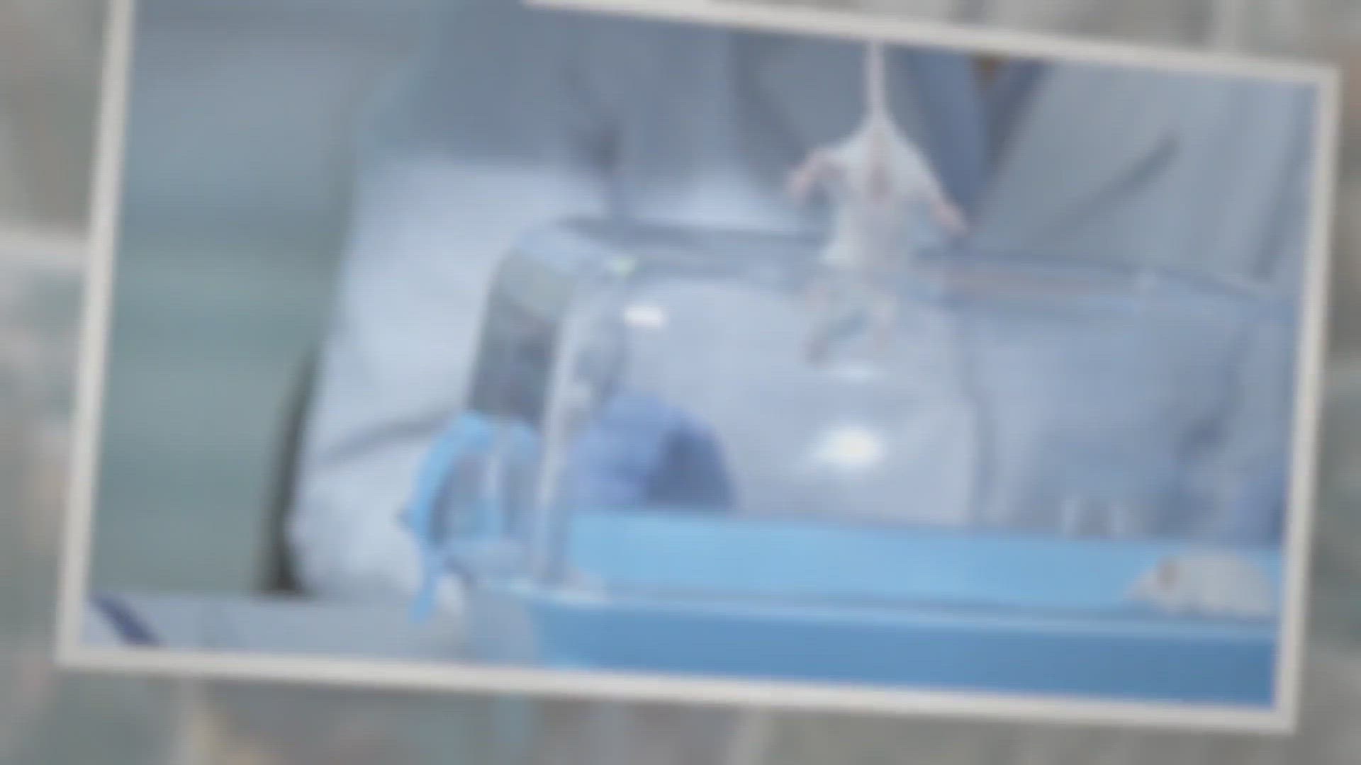 Video thumbnail for Do Rats Really Make Good Pets?