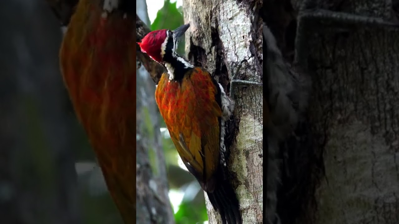 Video thumbnail for Find Greater Flameback Woodpeckers Drilling Inside Bark of Trees for Food Like Insects