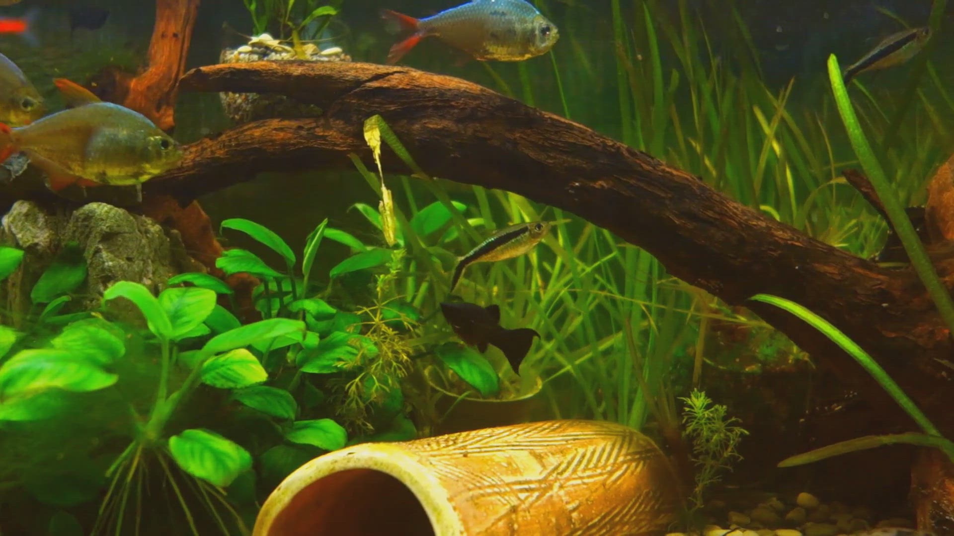 Video thumbnail for 4 COMMON Reasons Your Betta Fish Disappeared From Their Tank