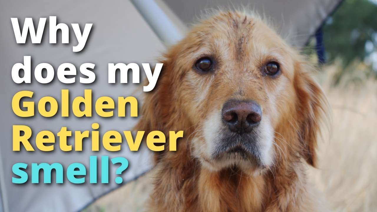 'Video thumbnail for Why Does My Golden Retriever Stink? (Explained)'