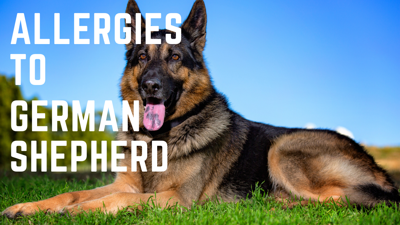 Video thumbnail for Allergies to German Shepherds