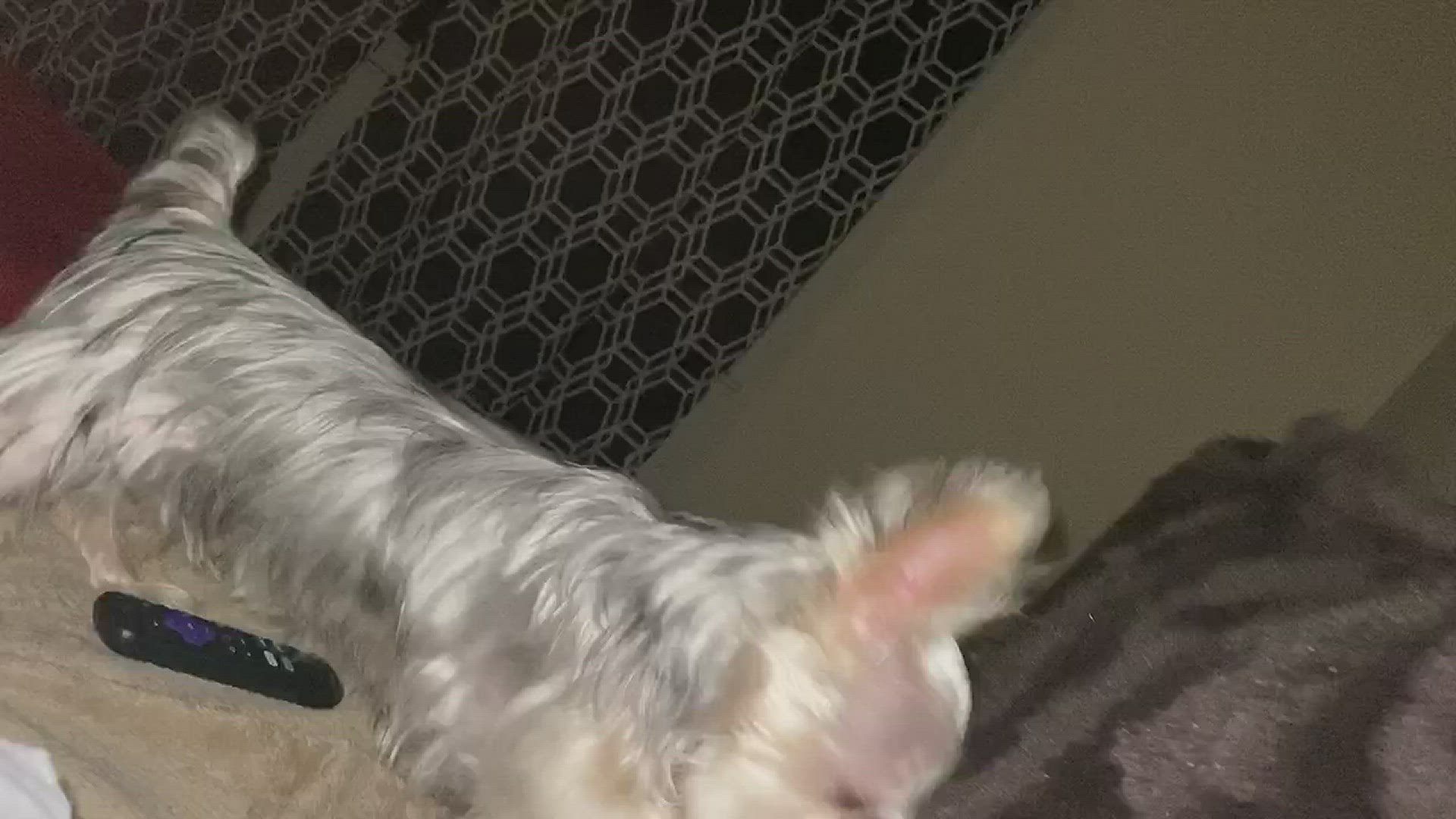 Video thumbnail for Silky Terrier Dog Breed Playing Around