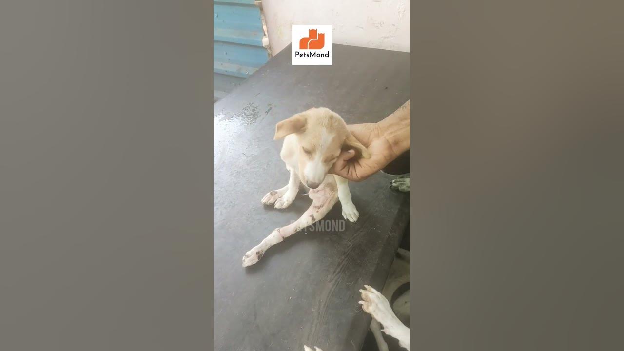 'Video thumbnail for My Rescued Pup Loves This Massage 😂💚 | Funny Dog Behavior | PetsMond'