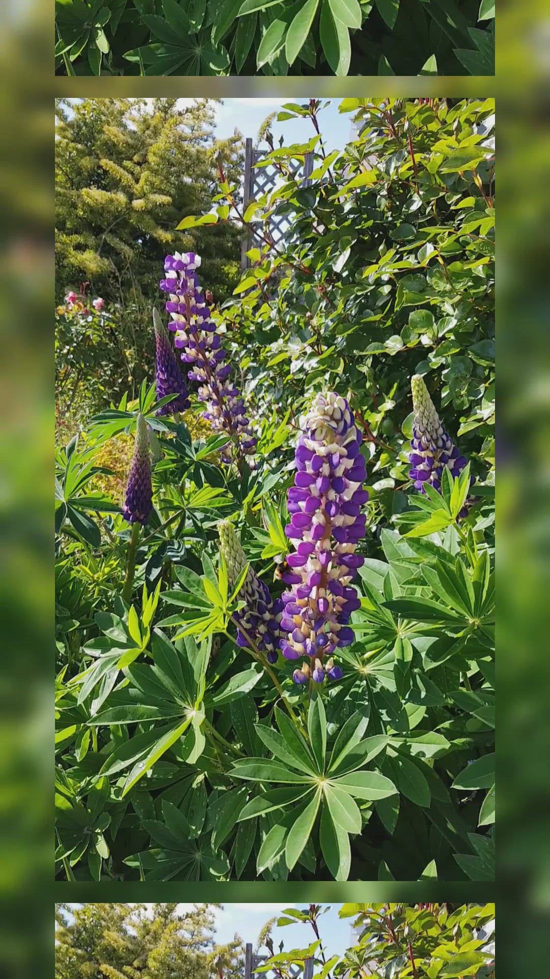 Video thumbnail for Le jardin en Mai