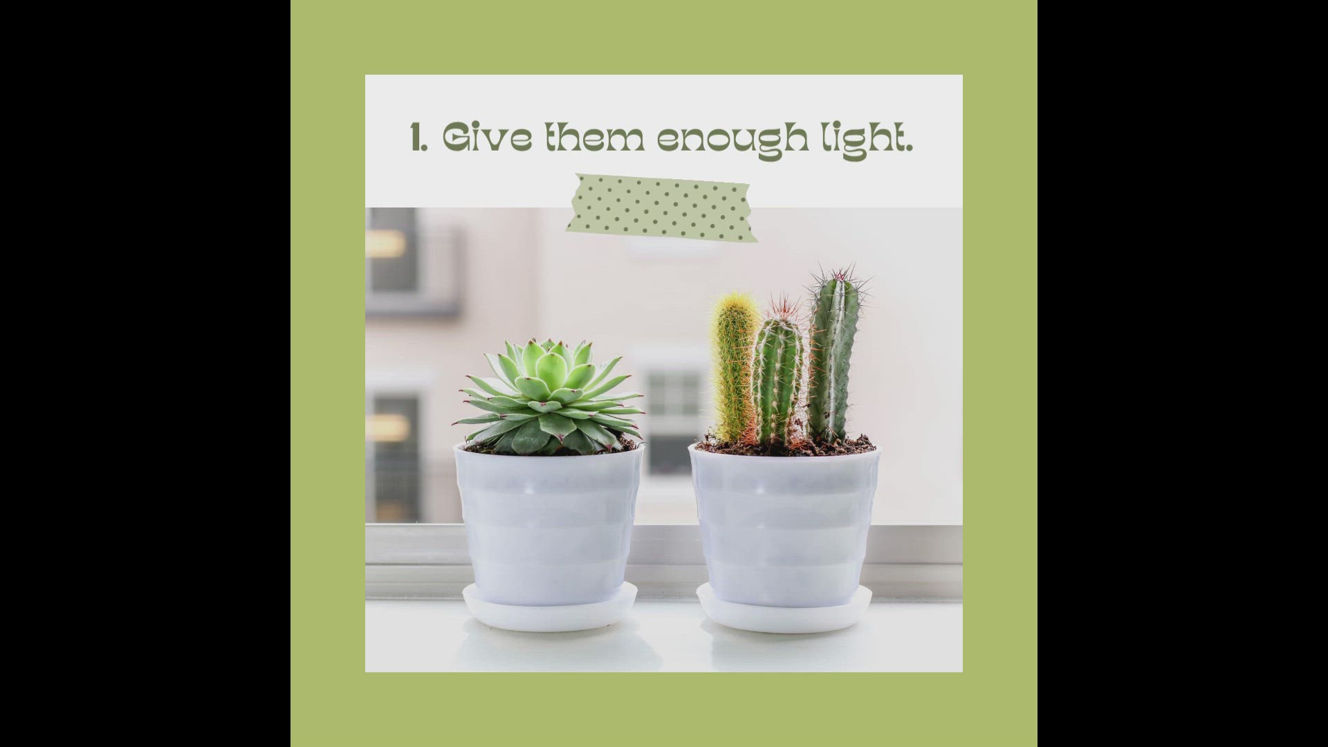 Video thumbnail for Green Succulent Plants