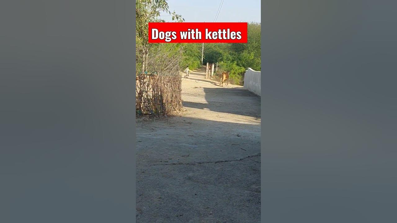 Video thumbnail for dogs for kettles #dog #dogshorts