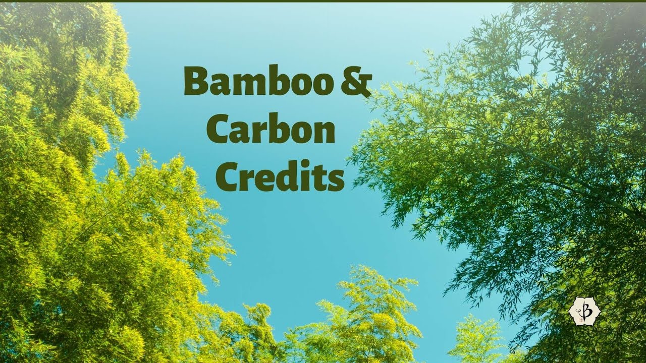 'Video thumbnail for Bamboo and Carbon Credits'