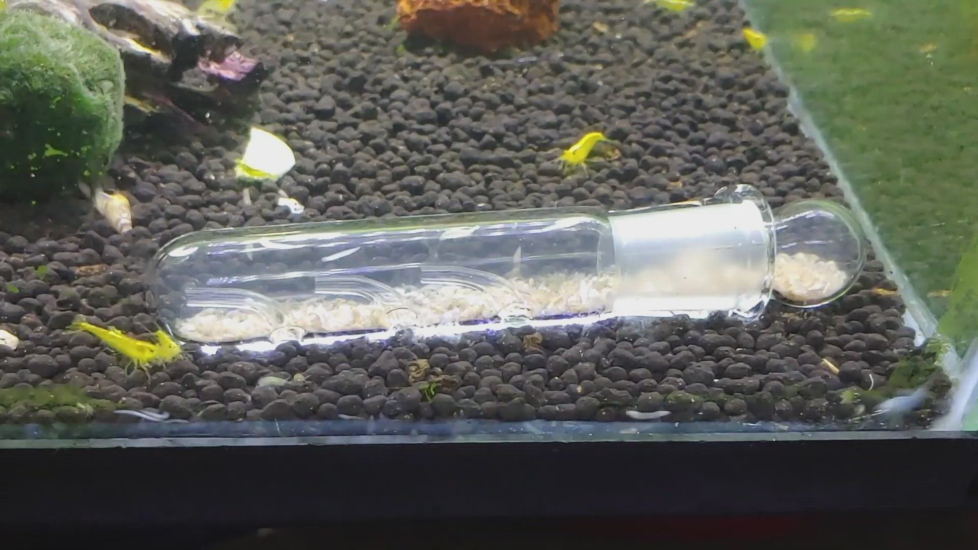 'Video thumbnail for Water Parameters Needed For Shrimp'
