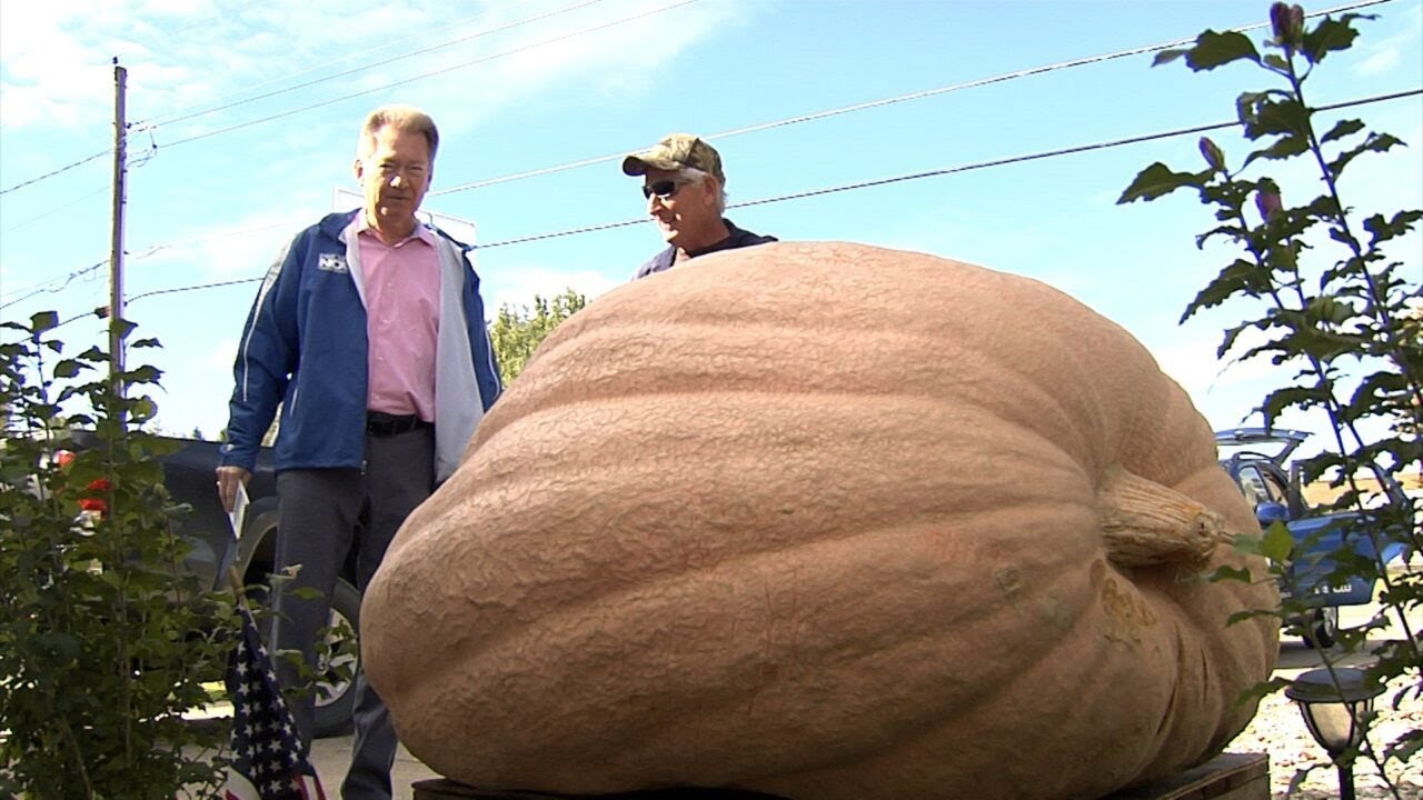 Video thumbnail for Giant Pumpkin Sprouts