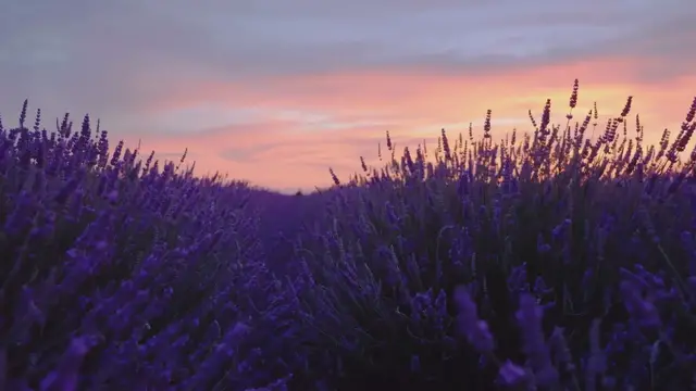 'Video thumbnail for Natural Mosquito Repellents: Plants for a Bug-Free Garden'