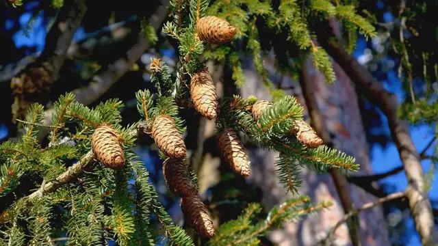 'Video thumbnail for Pine Cones: Nature's Diverse Seed Carriers'