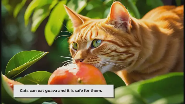 'Video thumbnail for Can Cats Eat Guava? What You Need to Know!'
