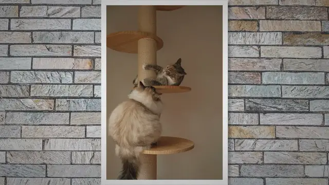 'Video thumbnail for Why Does Your Cat Bite Itself?'
