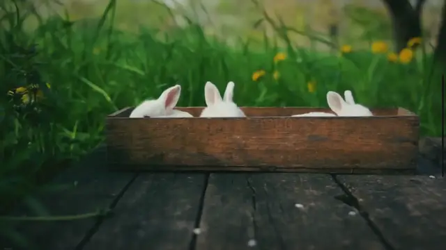 'Video thumbnail for Does PetSmart Have Rabbits? | A Comprehensive Guide'