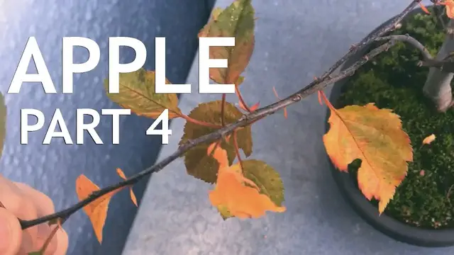 'Video thumbnail for Apple Bonsai, from Seed, 4'