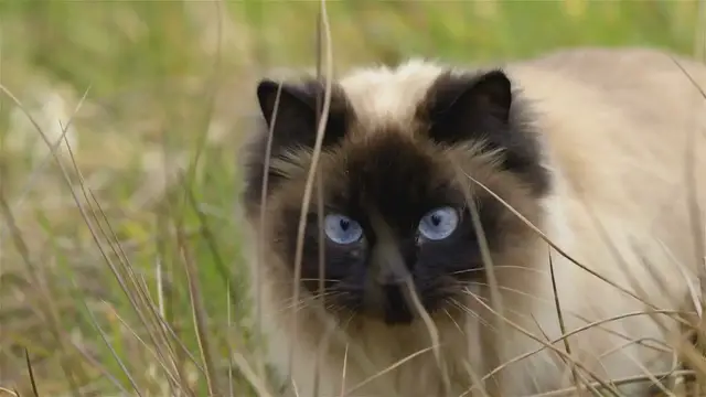 'Video thumbnail for Ragdoll vs Birman: Which Cat Steals the Show?'