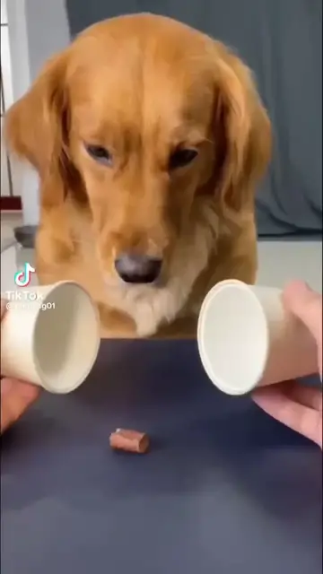 'Video thumbnail for Your daily dose of funny cute dogs'