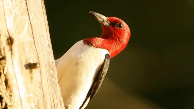 'Video thumbnail for 9 Woodpecker Species in Pennsylvania: A Guide to Identification and Observation'