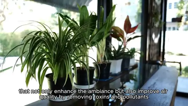 'Video thumbnail for best indoor plants for clean air'