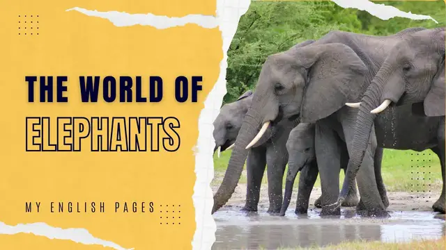 'Video thumbnail for Exploring the World of Elephants: A Fascinating Journey'