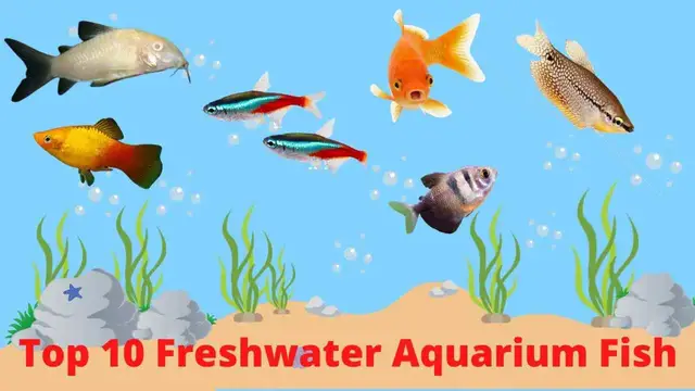 'Video thumbnail for Best Freshwater Fish for aquarium'
