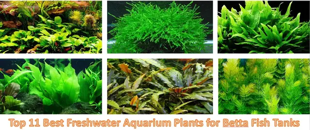 'Video thumbnail for Some best plants for betta fish'