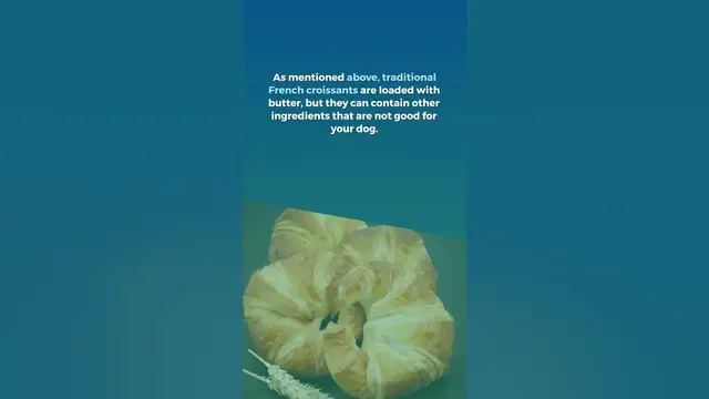 'Video thumbnail for Can Dogs Eat Croissants'