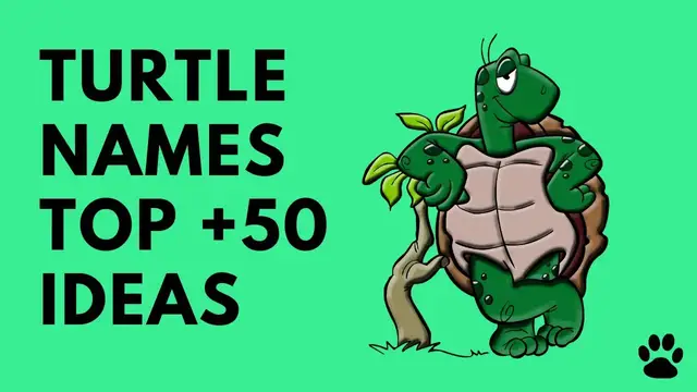 'Video thumbnail for Best Turtle Names & Tortoise Names +50 Ideas [Great List]'