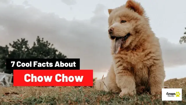 'Video thumbnail for 7 Things You Need To Know About Chow Chow'