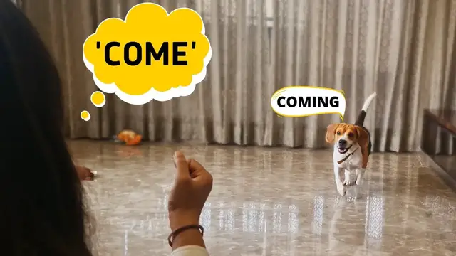 'Video thumbnail for How to Train Beagle to Come to you when Called?'