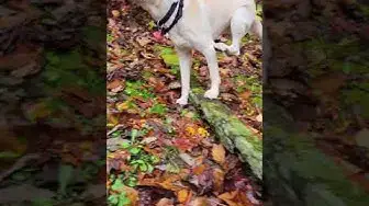 'Video thumbnail for This Dog Has Issues! #shorts'