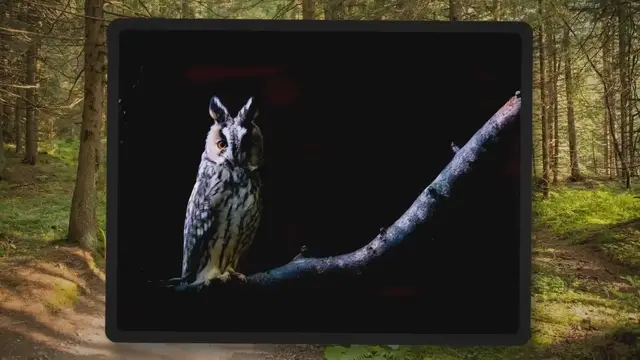 'Video thumbnail for Are Owls Bad Luck? The Real Truth'