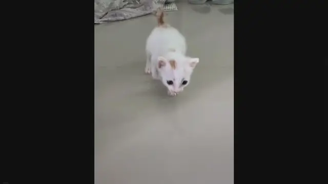 'Video thumbnail for Why Does My House Smell Like Cat Pee? (Hint: It Might Not Be The Cat!)'